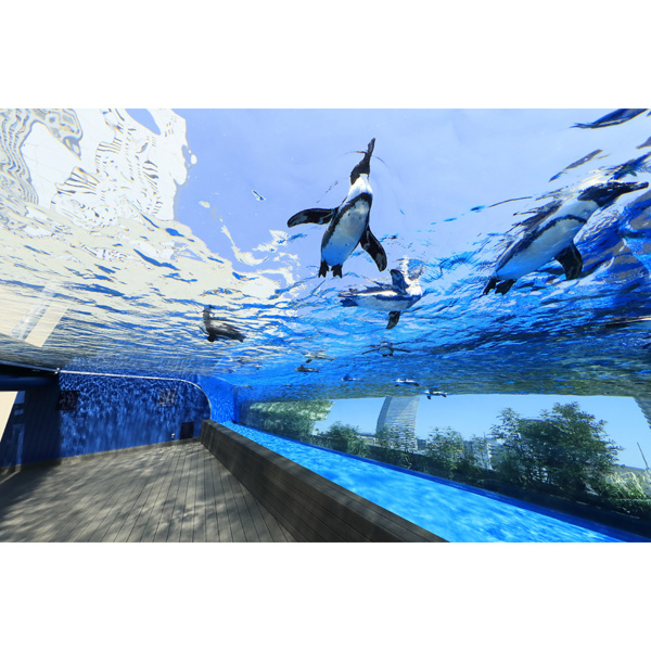 サンシャイン水族館  入場券（2枚）