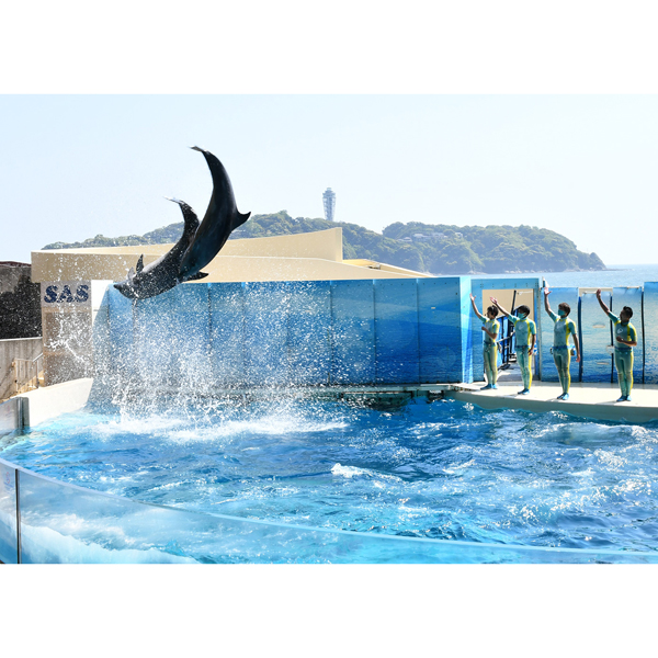 新江ノ島水族館 入場券 大人１名様 | 商品詳細 | クリエイトエス