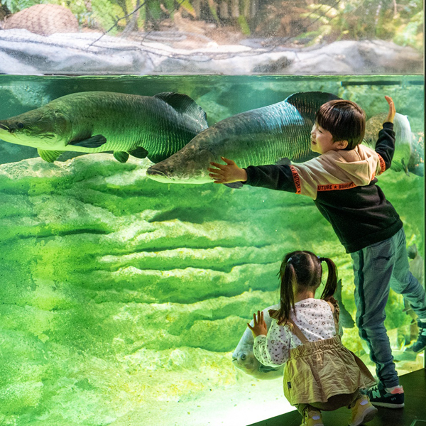 カワスイ 川崎水族館  親子入館チケット3名様分：大人2名と小・中学生1名分の入館チケット　